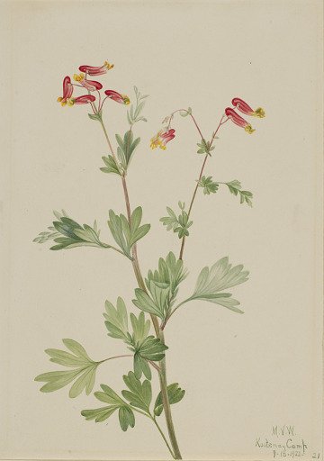 Pink Fumeroot (Capnoides sempervirens)