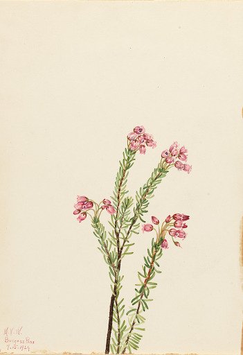 Pink Mountain Heather (Phyllodoce empetriformis)