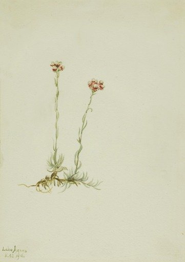 Pink Pussytoes (Antennaria rosea)