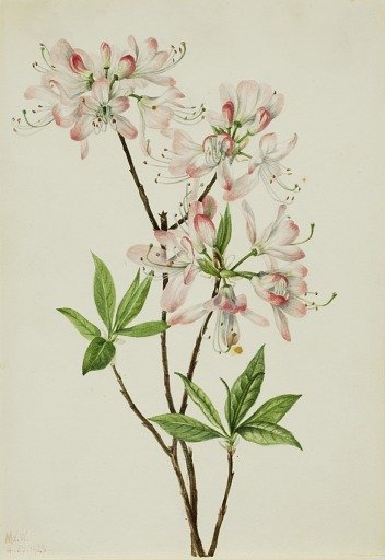 Pinkshell Azalea (Azalea vaseyi)