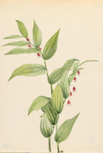 Pink Twisted Stalk (Streptopus curvipes)