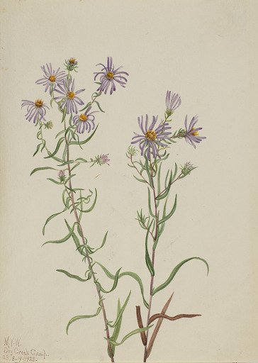 Prairie Aster (Aster campestris)