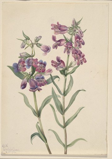 Prairie Pentstemon (Pentstemon erianthera)