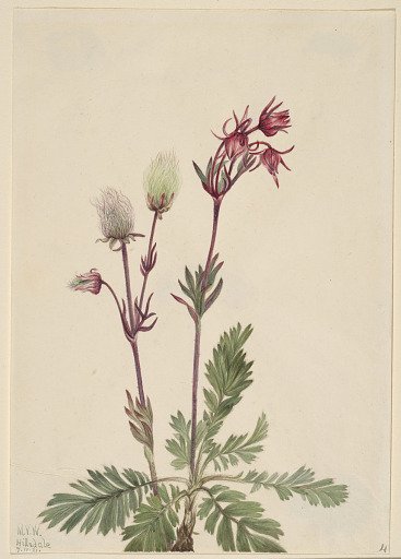 Prairie-Smoke (Sieversia ciliata)