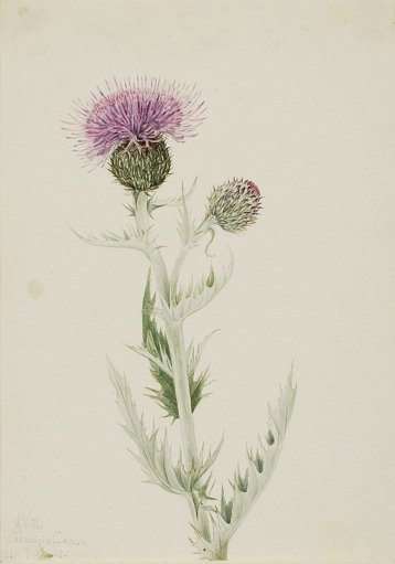 Prairie Thistle (Cirsium undulatum)