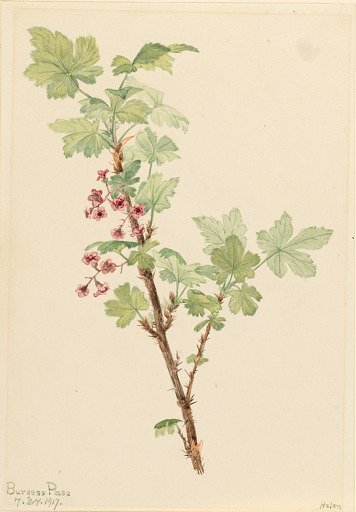 Prickly Currant (Ribes lacustre)