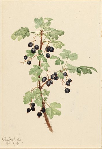 Prickly Currant (Ribes lacustre)