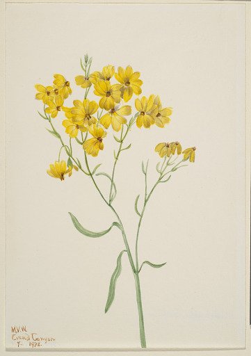 Psilostrophe sparsiflora