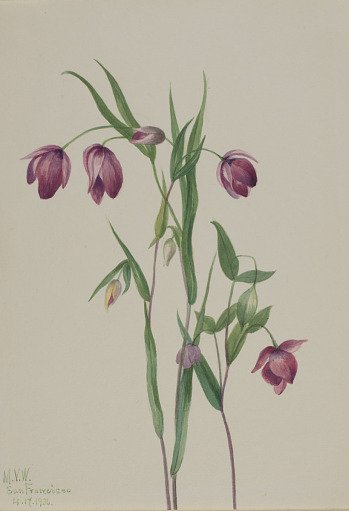 Purple Fairy Lantern (Calochortus anoenum)