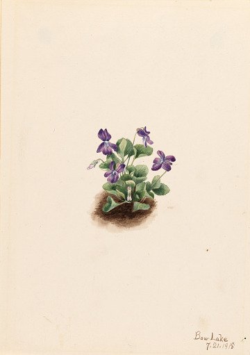 Purple Mountain Violet (Viola adunca)