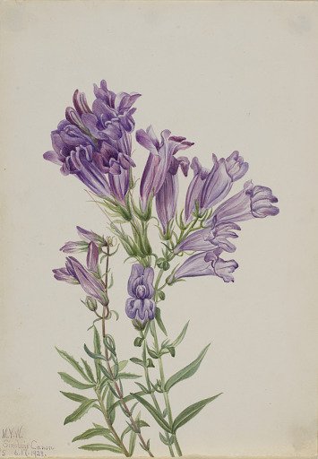 Purple Pentstemon (Pentstemon lyallii)