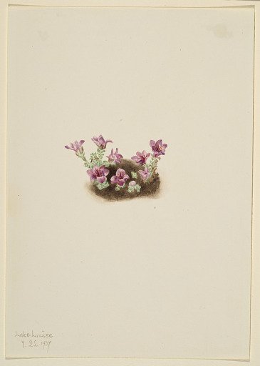 Purple Saxifrage (Saxifrage oppositifolia)