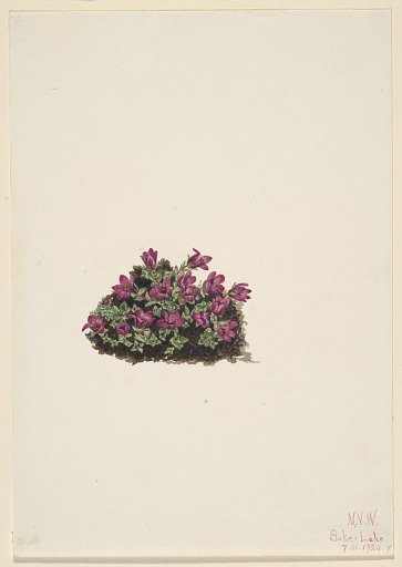 Purple Saxifrage (Saxifraga oppositifolia)