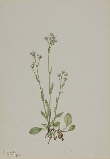Pussy-Toes (Antennaria racemosa)
