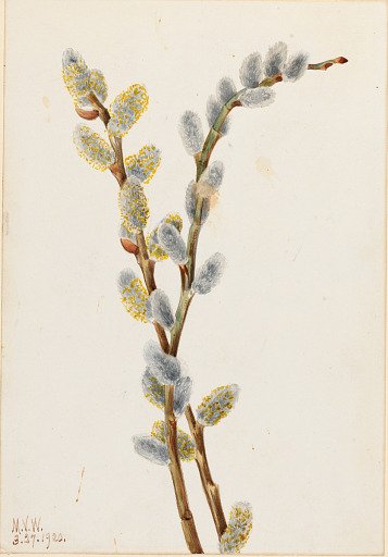 Pussy Willow (Salix discolor)