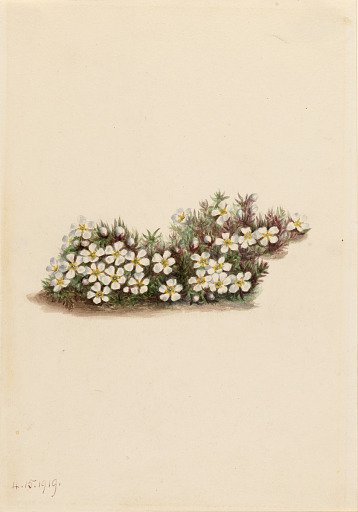 Pyxie (Pyxidanthera barbulata)