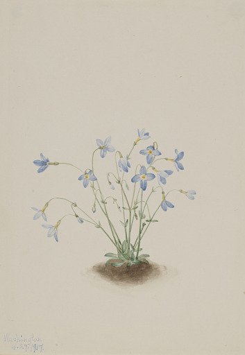 Quakerladies (Houstonia caerulea)