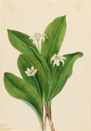Queencup (Clintonia uniflora)