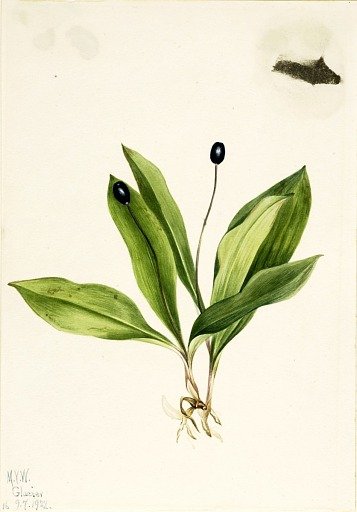 Queencup (Clintonia uniflora)