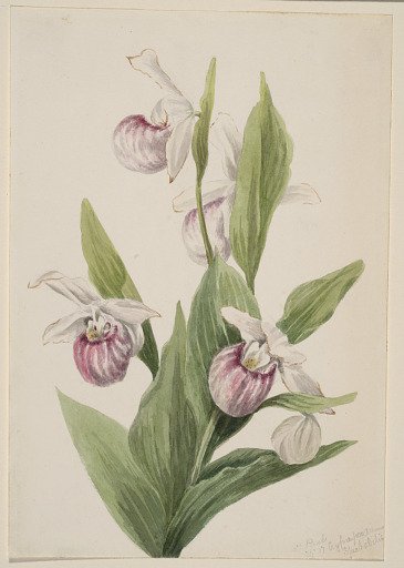 Queen's Slipper (Cypripedium reginae)