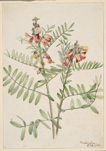 Rabbitbean (Cracca virginiana)