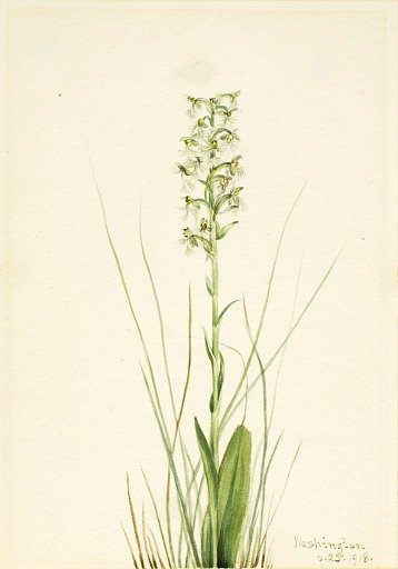 Ragged Fringe-orchid (Habenaria lacera)