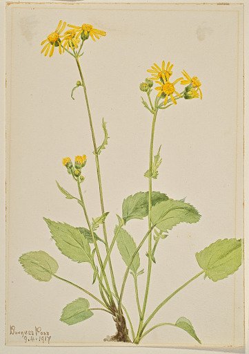 Ragwort (Senecio burkei)