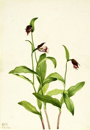 Ramshead Lady's Slipper (Cypripedium arietinum)