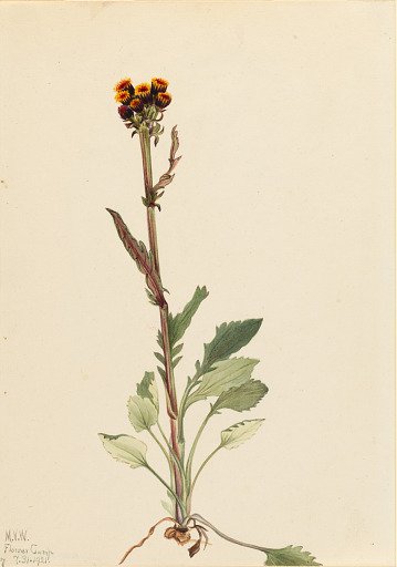 Rayless Groundsel (Senecio pauciflorus)
