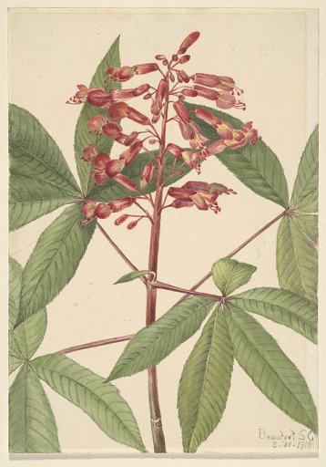Red Buckeye (Aesculus pavia)