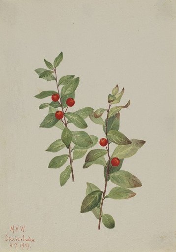 Red Comandra (Comandra livida)