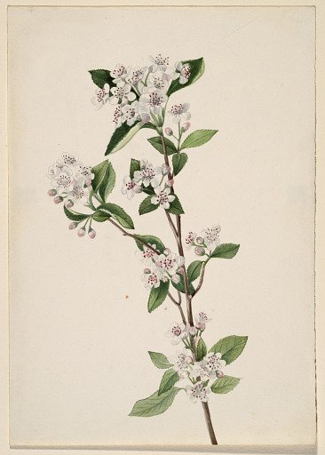 Red Chokeberry (Aronia arbutifolia)