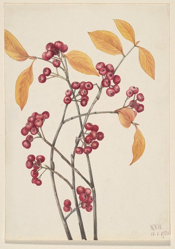 Red Chokeberry (Aronia arbutifolia)