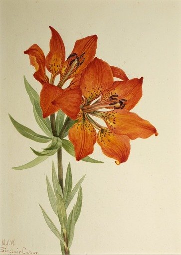 Red Lily (Lilium montanum)
