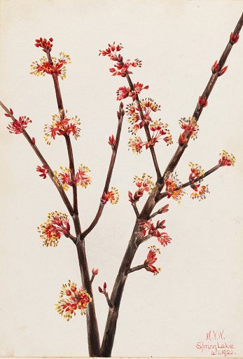 Red Maple (Acer rubrum)