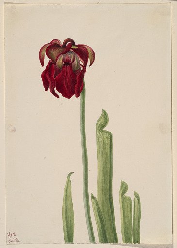 Red Pitcherplant (Sarracenia jonesii)