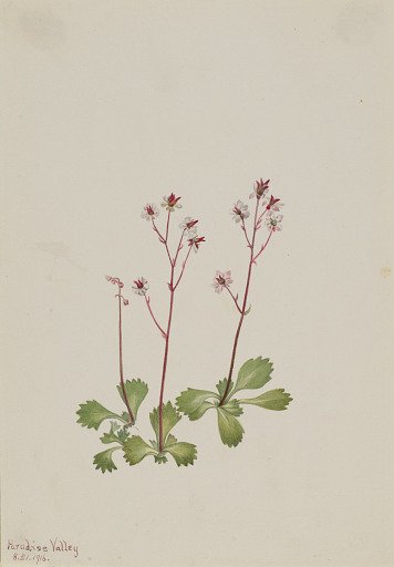Redstem Saxifrage (Saxifraga lyallii)