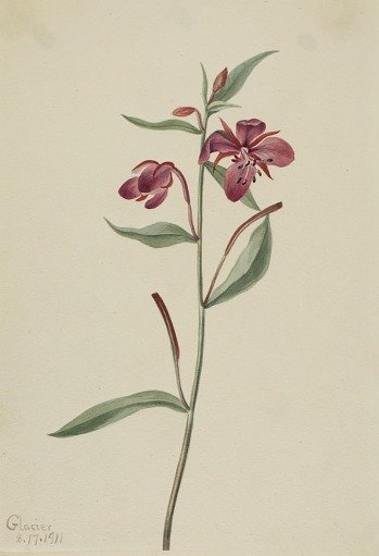 Red Willowweed (Epilobium latifolium)