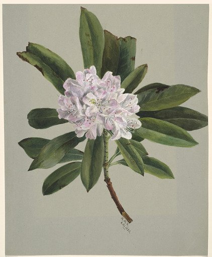 Rhododendron (Rhododendron maximum)