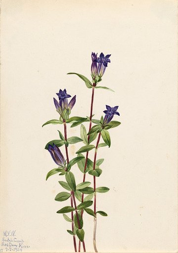 Riverbank Gentian (Gentiana affinis)