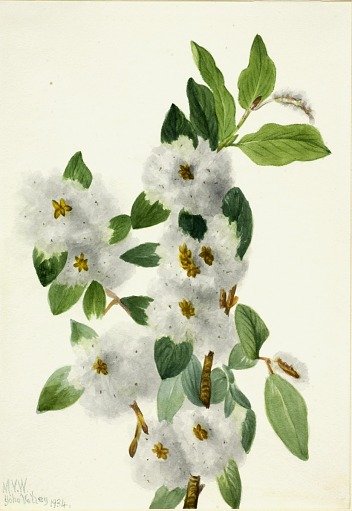 Rock Willow (Salix vestita)