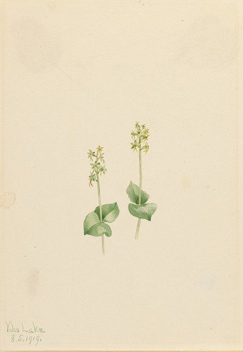 Rocky Mountain Twayblade (Ophrys necrophylla)