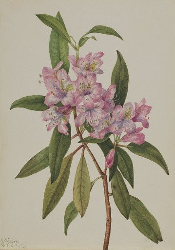 Rose-Bay Rhododendron (Rhododendron carolinianum)