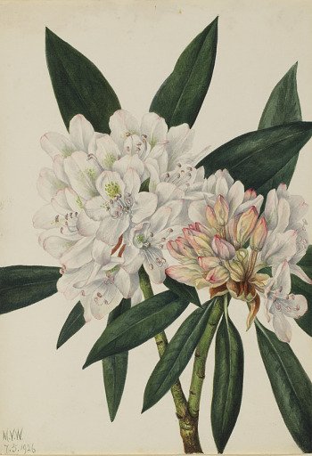 Rosebay Rhododendron (Rhododendron maximum)