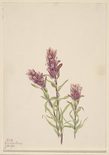 Rose Paintbrush (Castilleja pallida)