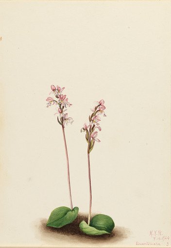 Roundleaf Orchis (Orchis rotundifolia)