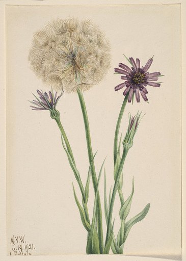 Salsify (Tragopogon porrifolius)