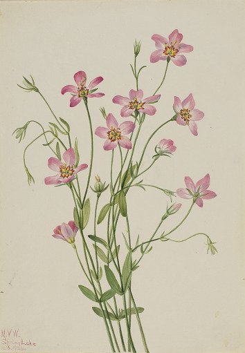 Saltmarsh Rosegentian (Sabbatia stellaris)