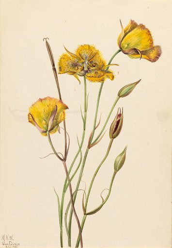 San Diego Mariposa (Calochortus weedii)
