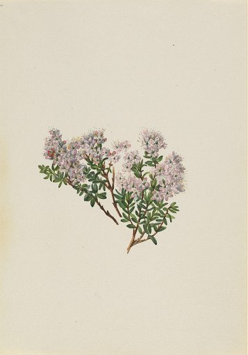 Sand Myrtle (Leiophyllum lyoni)